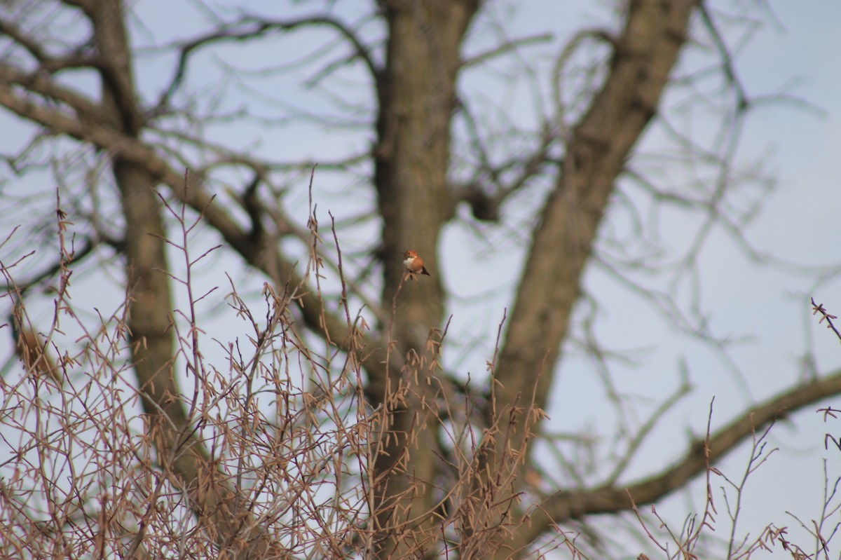 Rufous Hummingbird - ML613059764