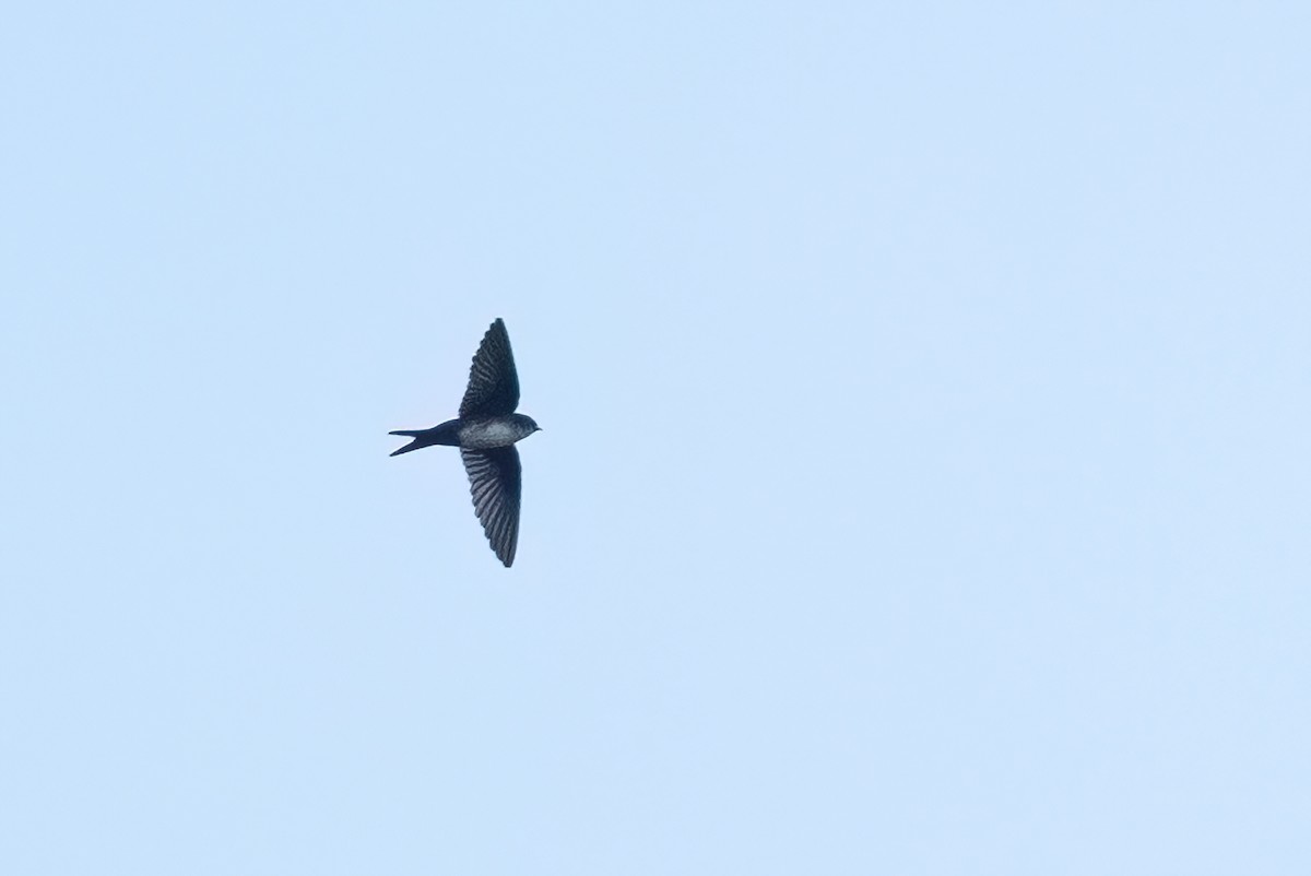 Black-capped Swallow - Adam Jackson