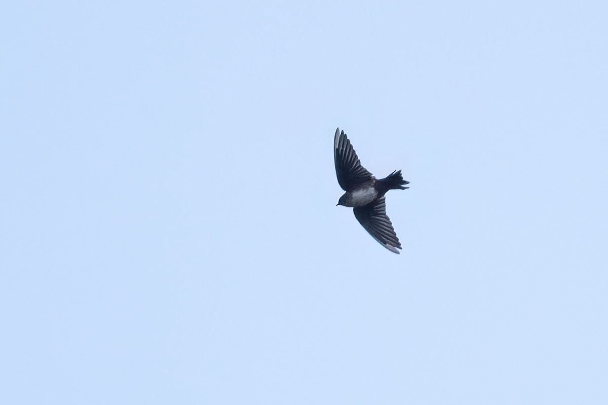Golondrina Cabecinegra - ML613059847