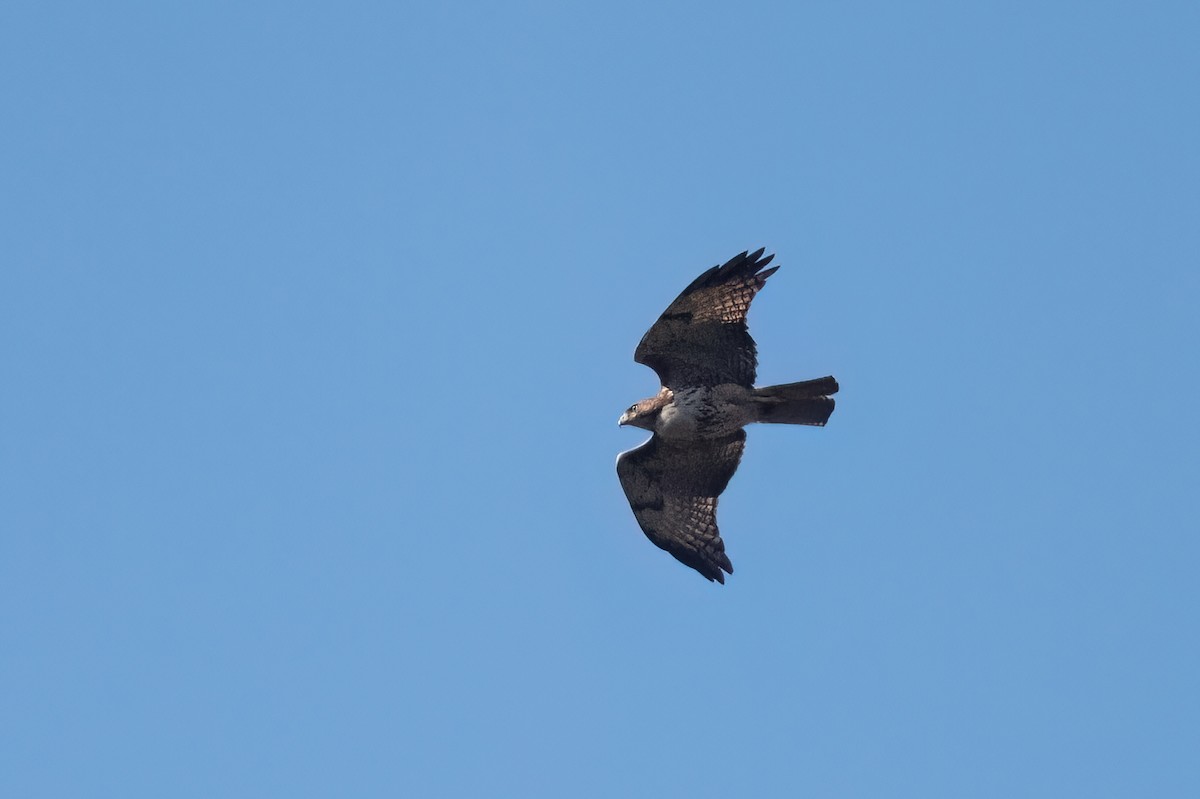 Red-tailed Hawk - ML613059864