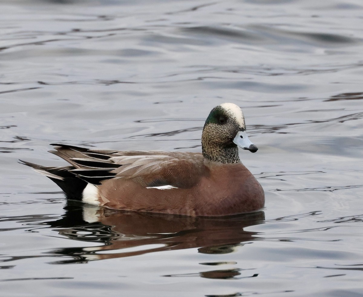 American Wigeon - Lee Anne Beausang