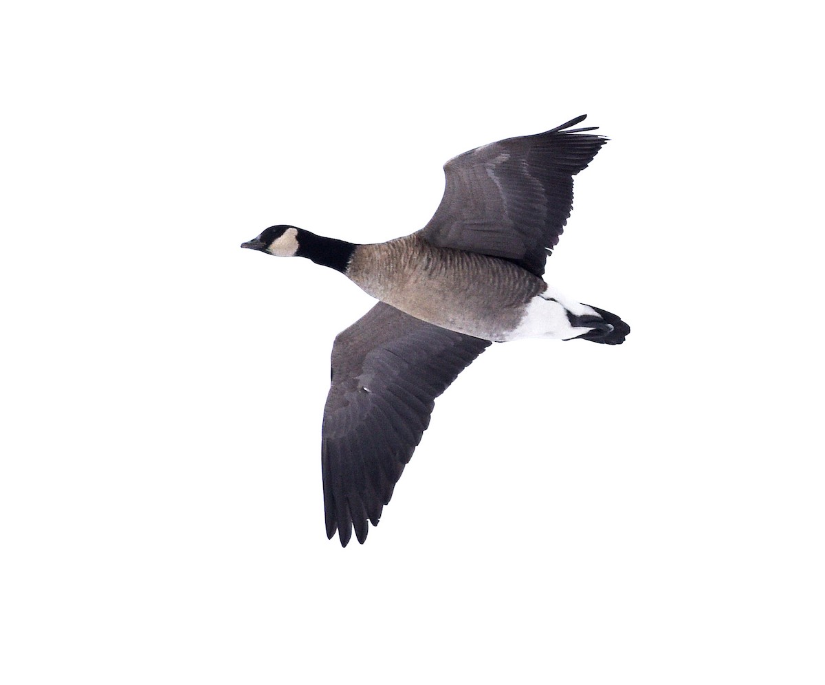 Cackling Goose - ML613059956
