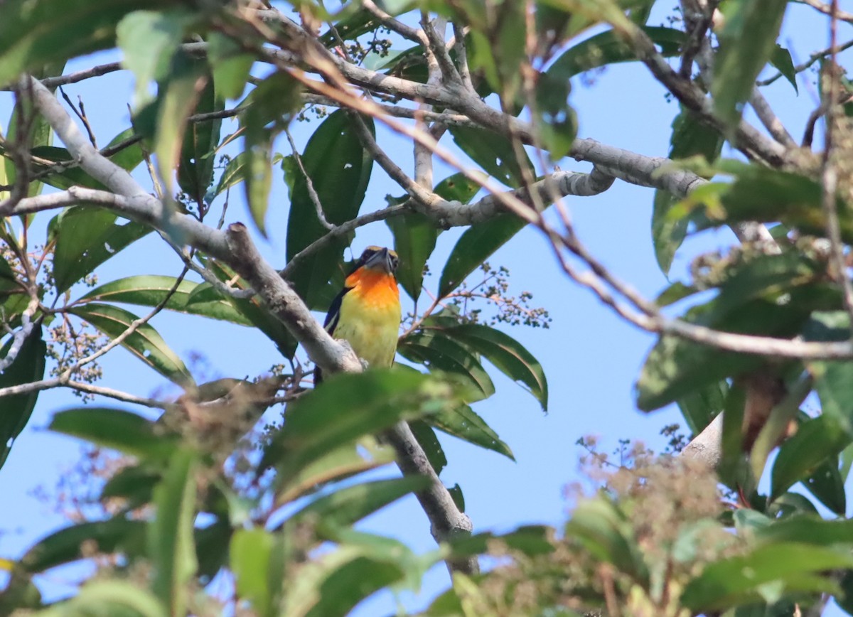 Gilded Barbet - ML613059957