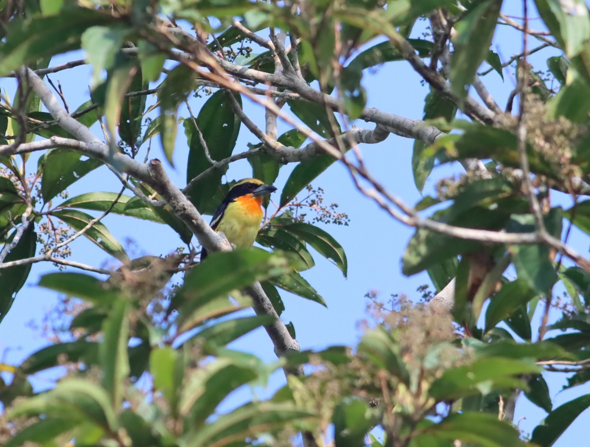 Gilded Barbet - ML613059958