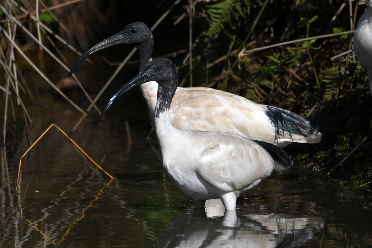 Ibis à cou noir - ML613059987