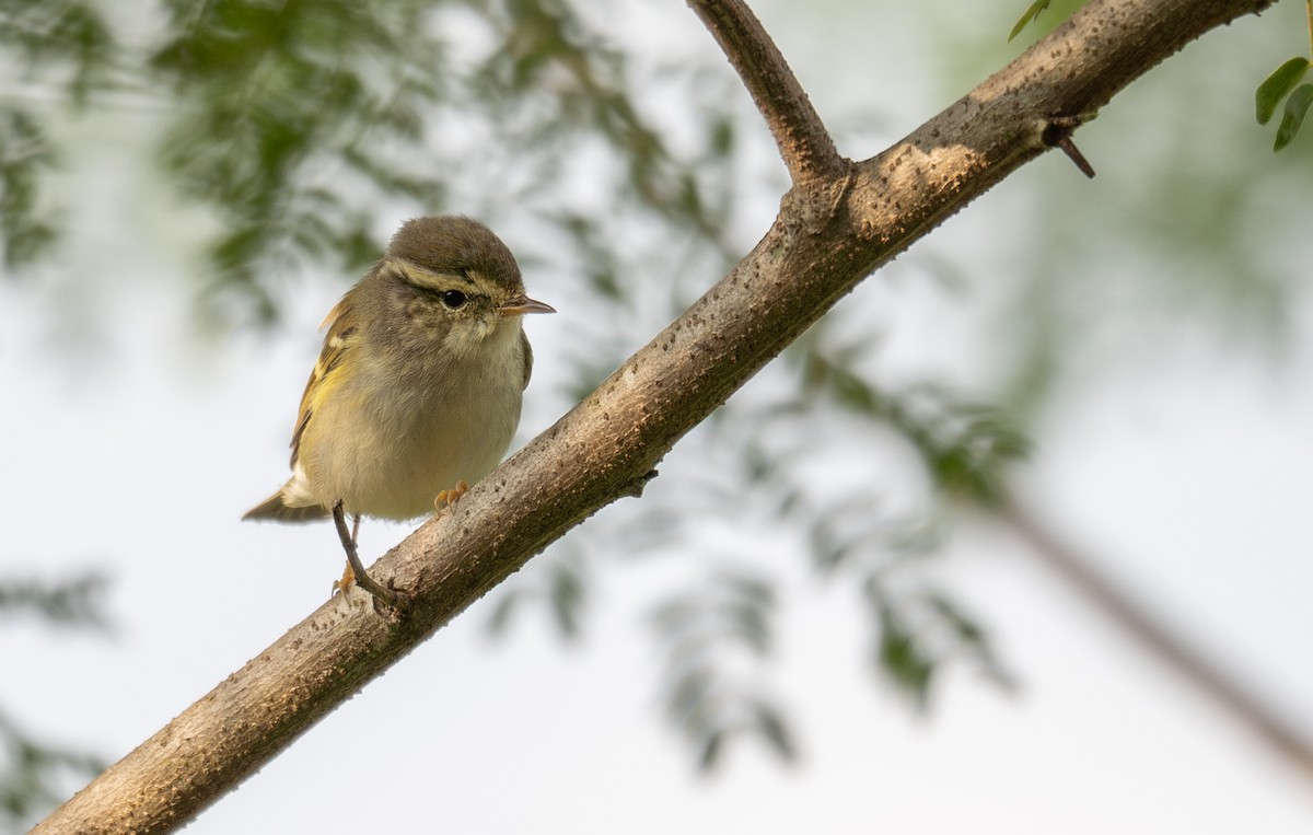Yellow-browed Warbler - ML613060051