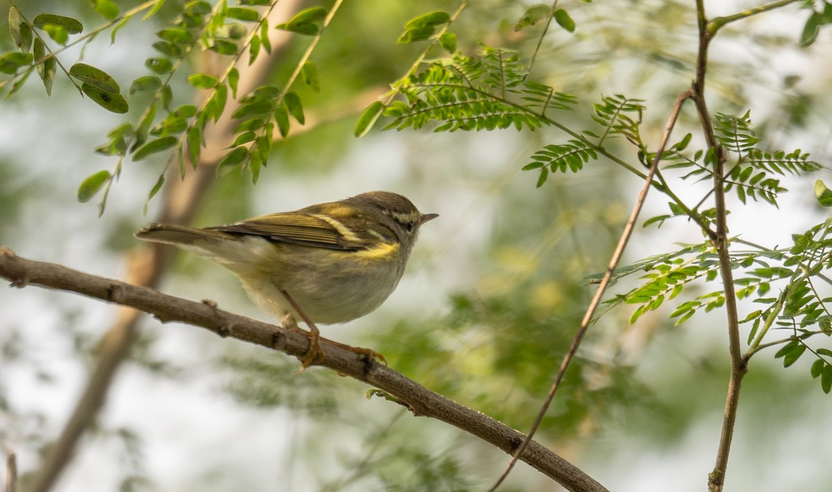 Yellow-browed Warbler - ML613060052