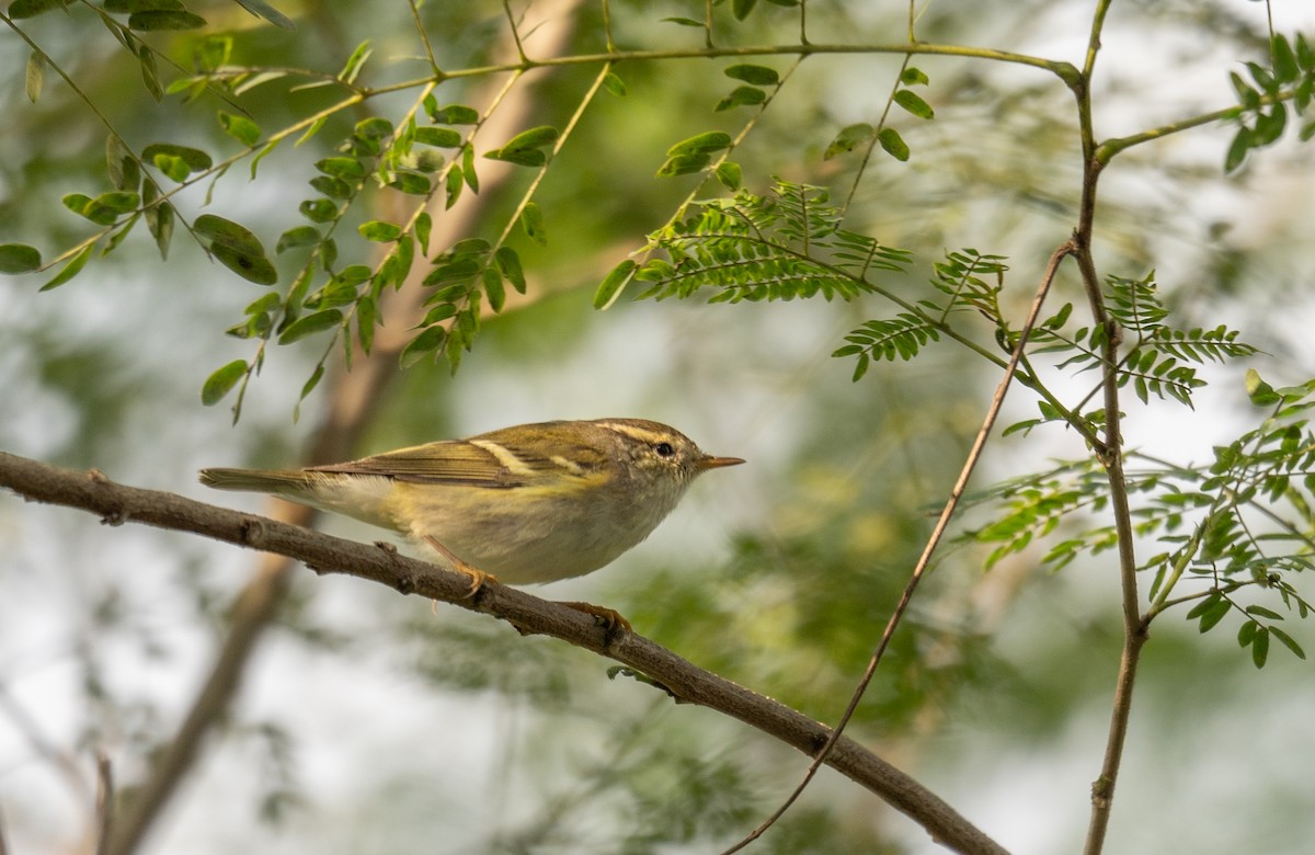 Yellow-browed Warbler - ML613060053