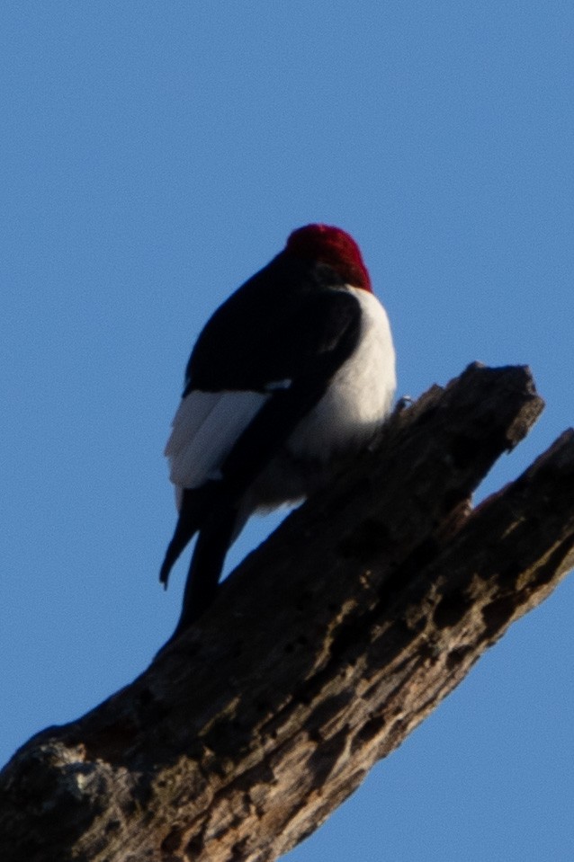 Red-headed Woodpecker - John Metz