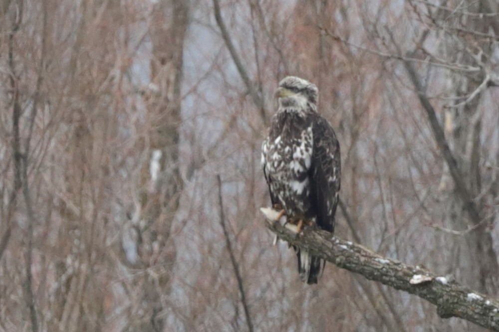 Bald Eagle - ML613060081