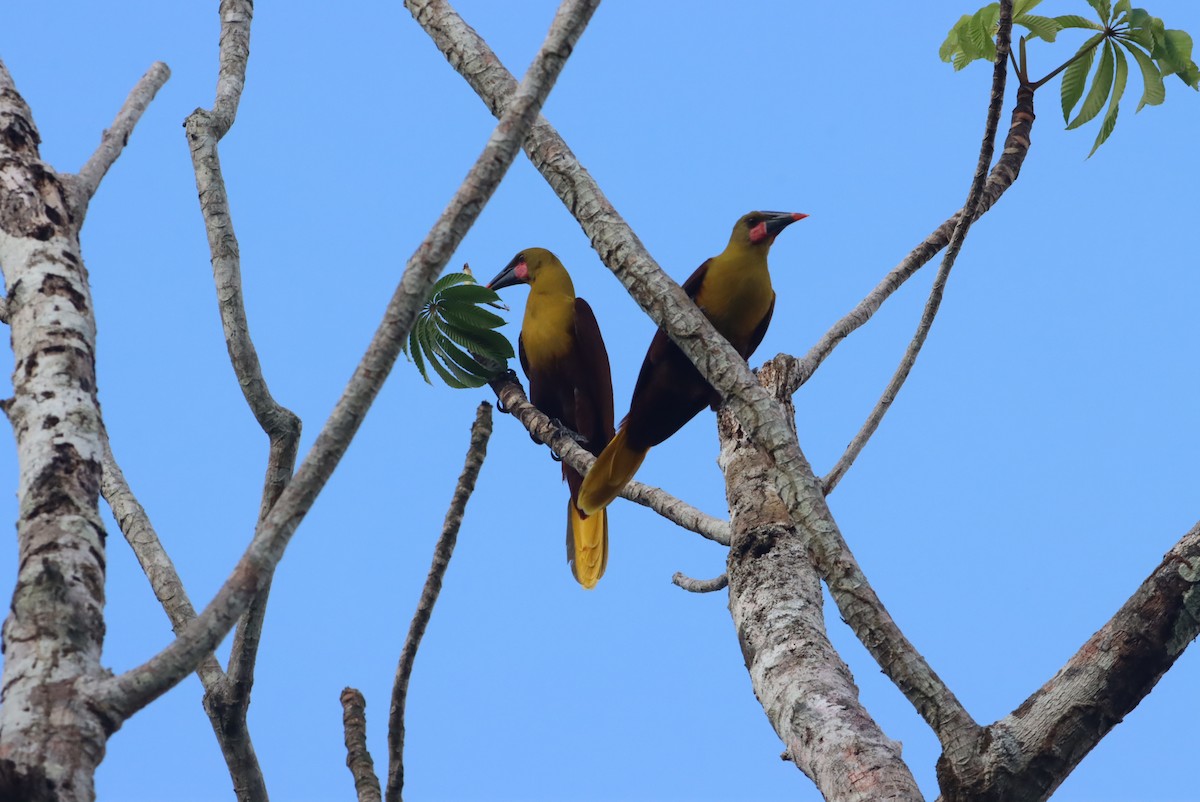 amazonoropendola (yuracares/neivae) - ML613060145