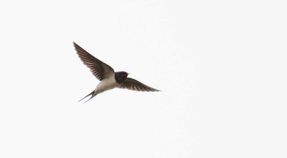 Barn Swallow - ML613060174