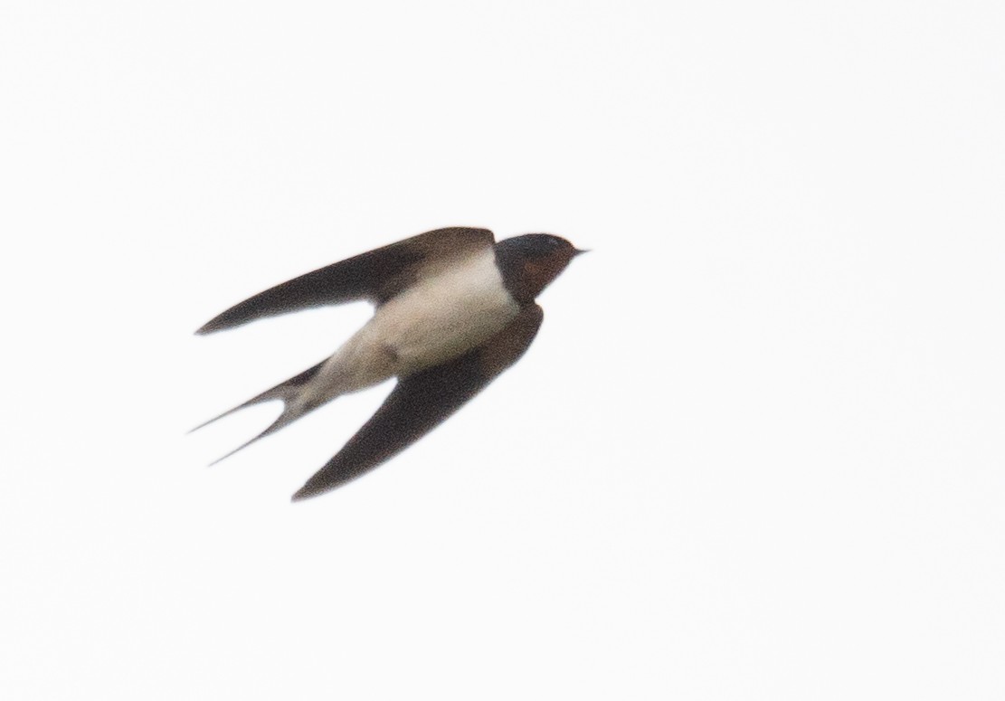 Barn Swallow - ML613060175