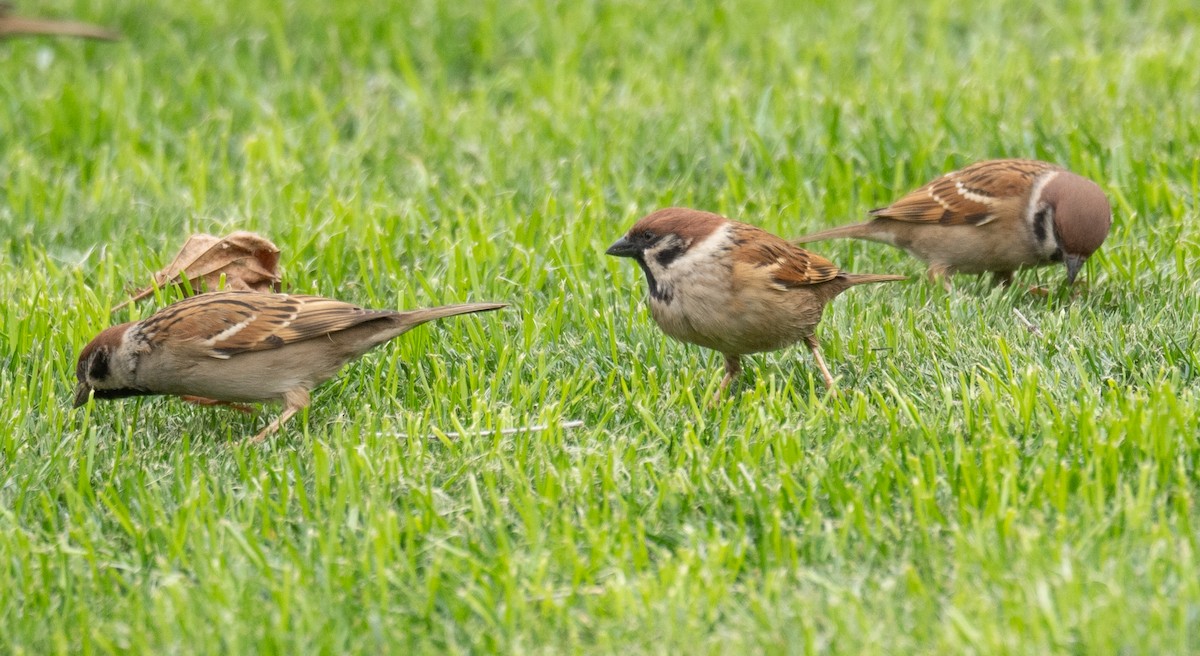 Eurasian Tree Sparrow - ML613060217