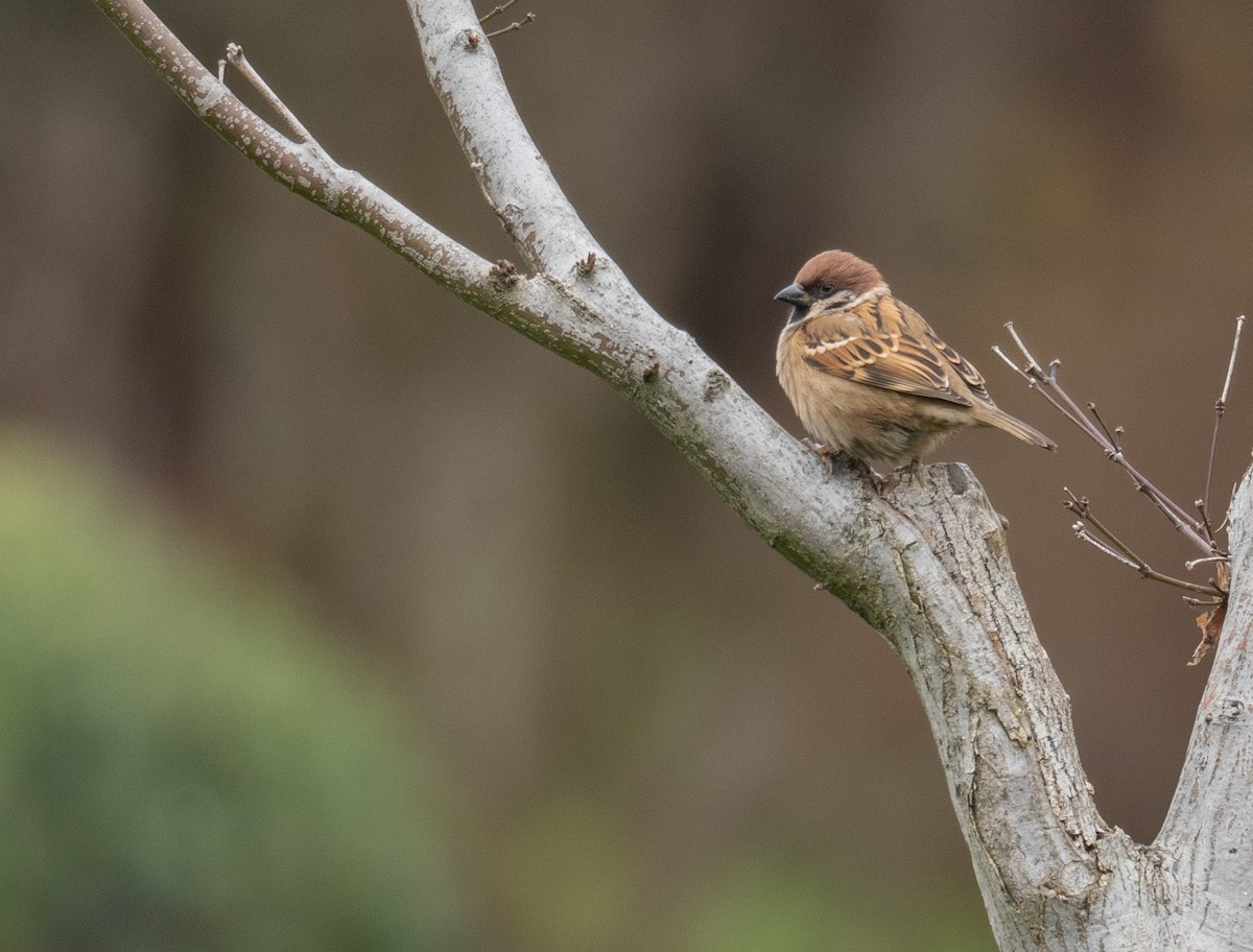 Eurasian Tree Sparrow - ML613060222