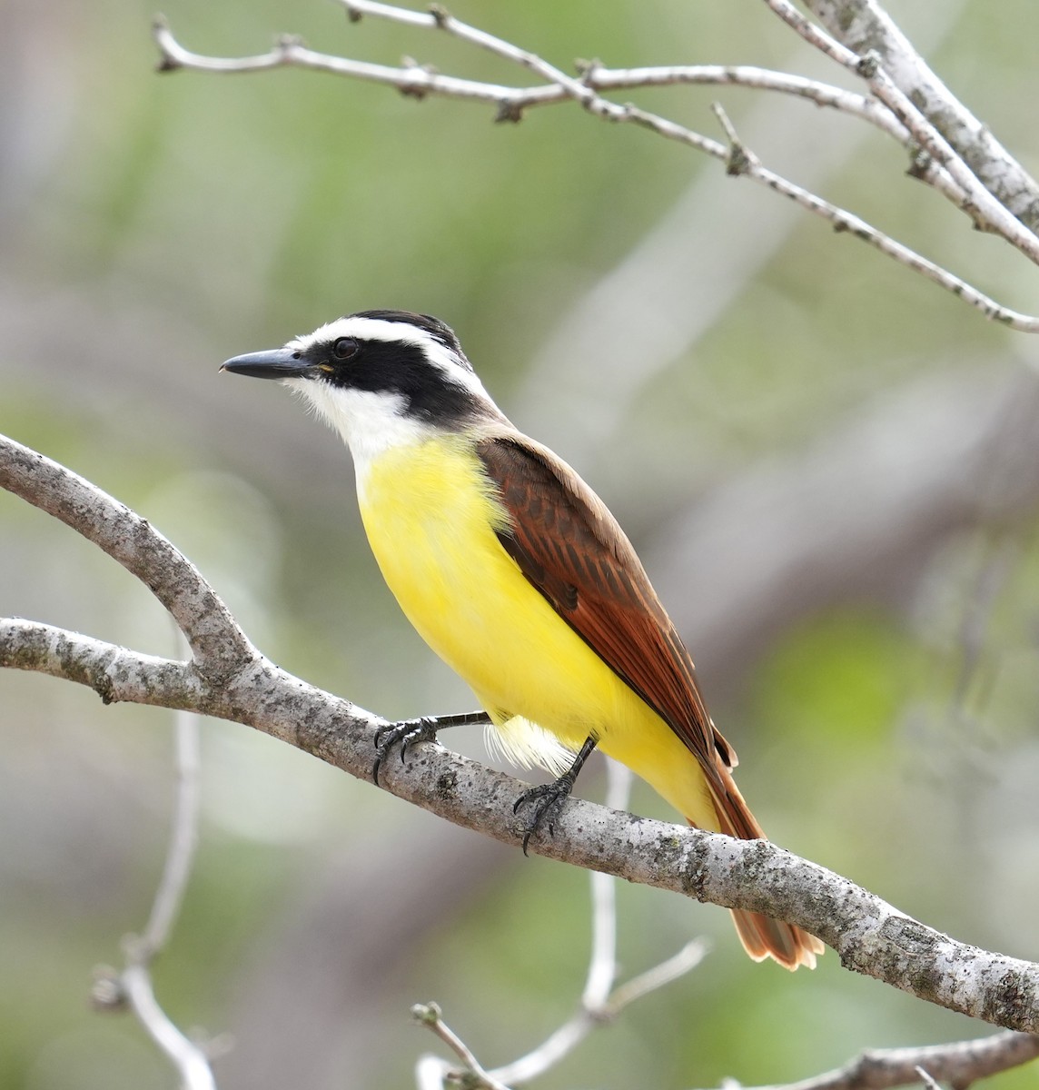 Great Kiskadee - ML613060255