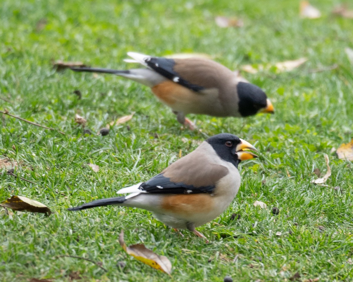 Yellow-billed Grosbeak - ML613060276