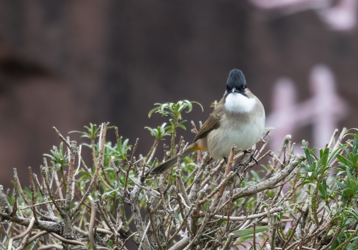 Brown-breasted Bulbul - ML613060298