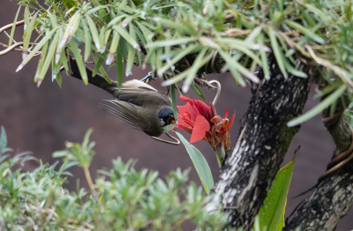 Brown-breasted Bulbul - ML613060300