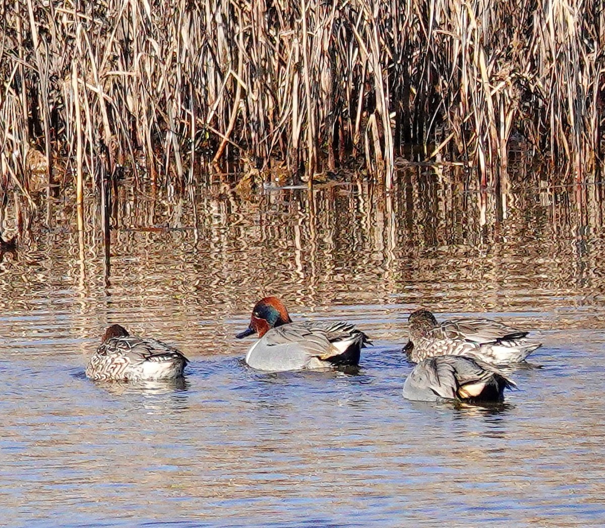 Чирянка мала (підвид carolinensis) - ML613060302