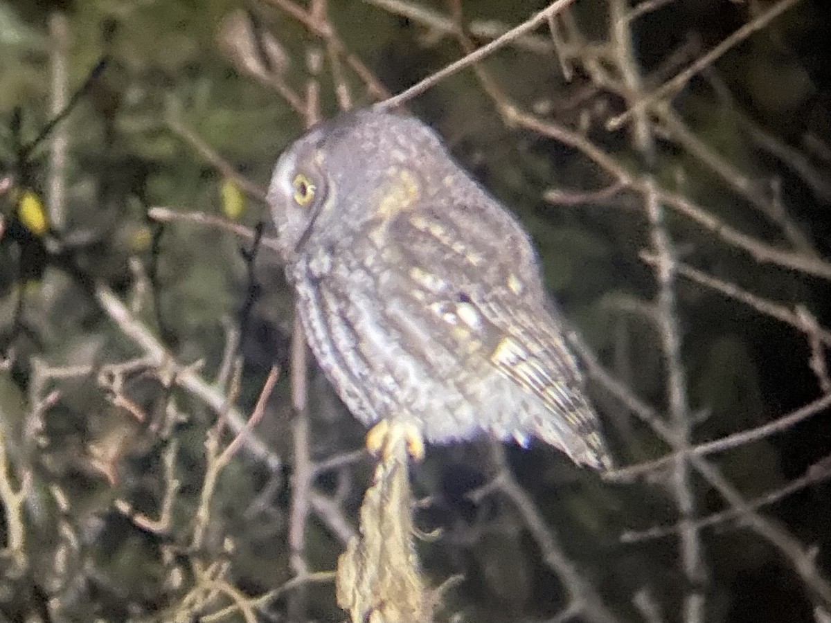 Eastern Screech-Owl - ML613060311