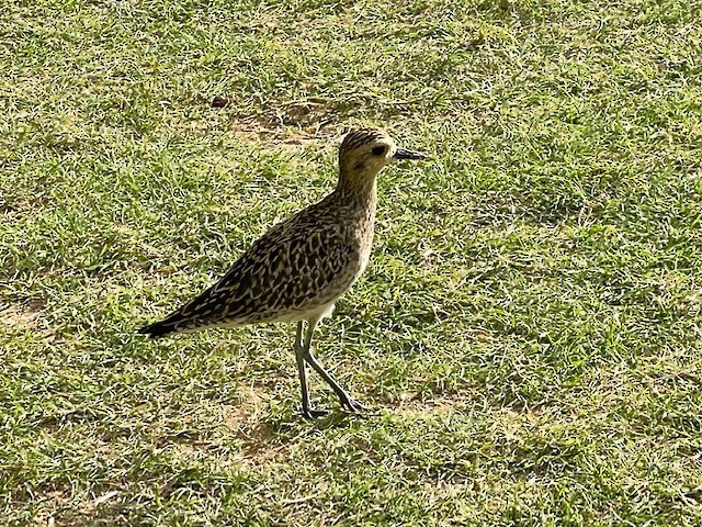 Chorlito Dorado Siberiano - ML613060319