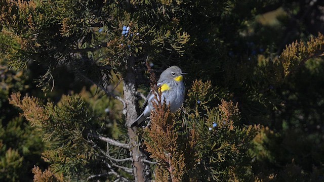 myrteparula (auduboni) (sitronstrupeparula) - ML613060350