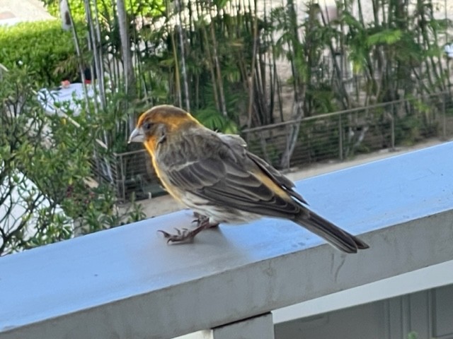 House Finch - ML613060379