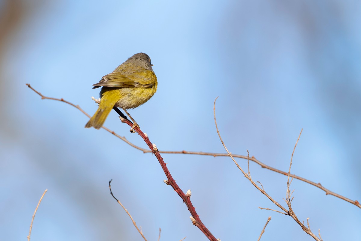 Rubinfleck-Waldsänger - ML613060391