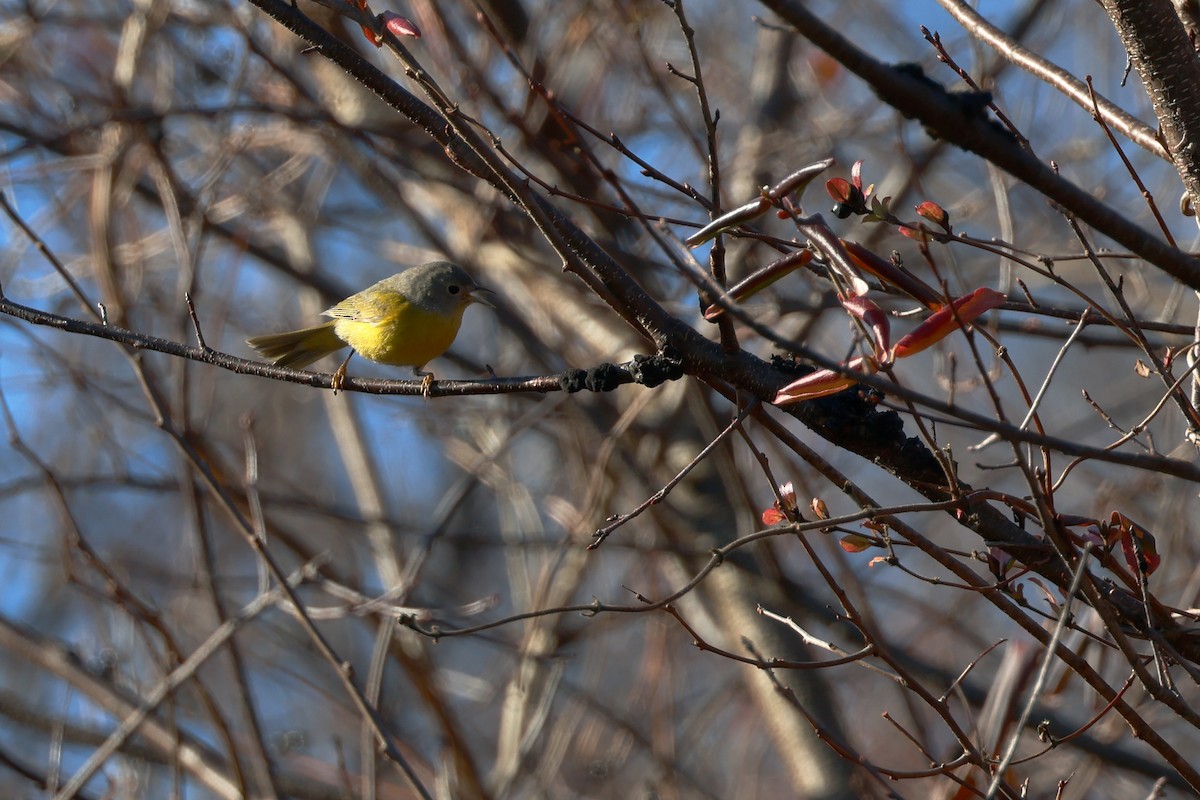 Nashville Warbler - ML613060395