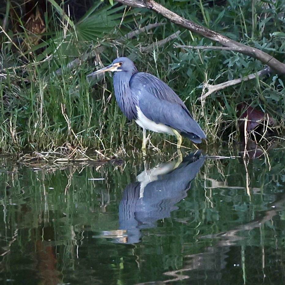 Little Blue Heron - Gino Ellison