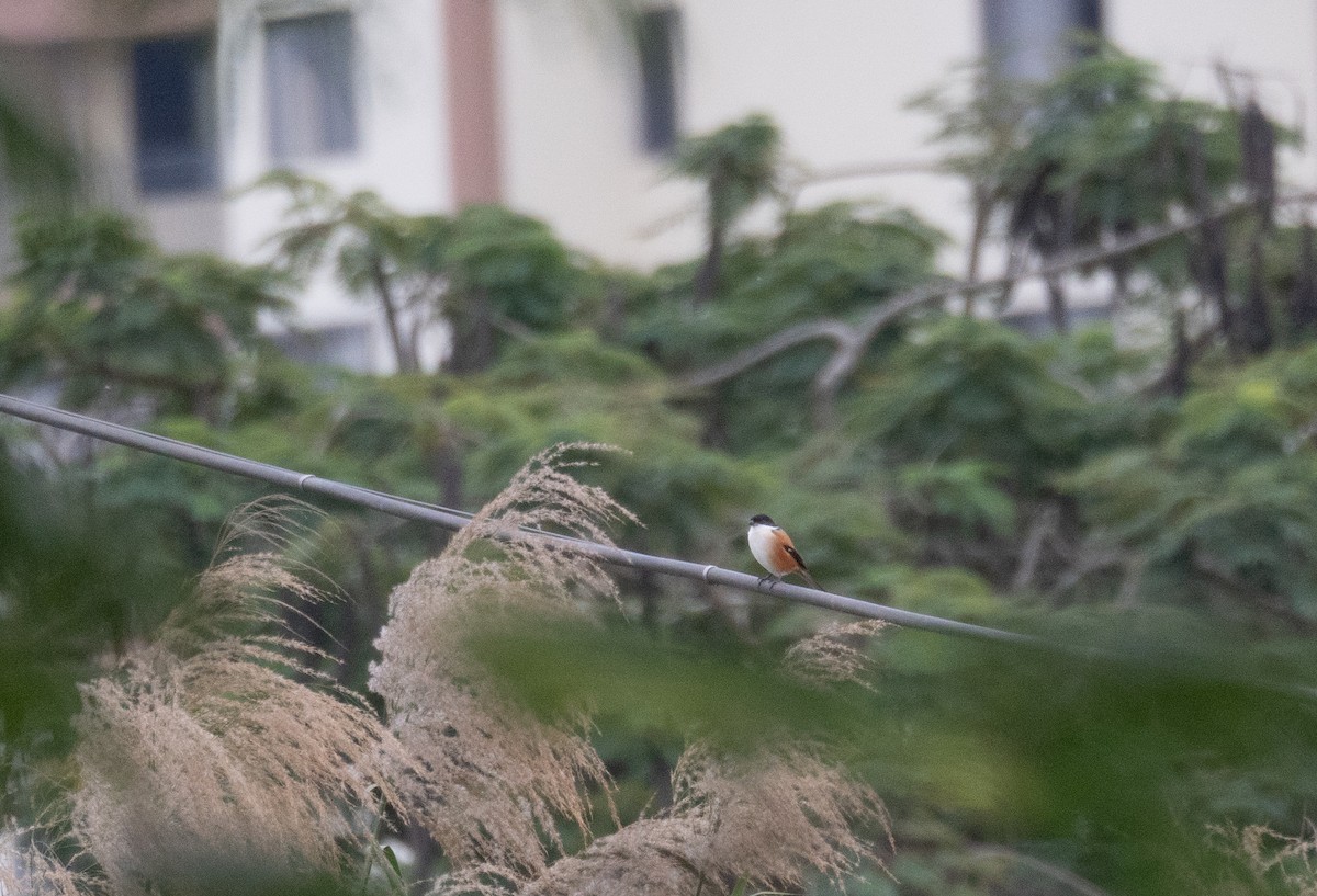 Long-tailed Shrike (tricolor/longicaudatus) - ML613060454