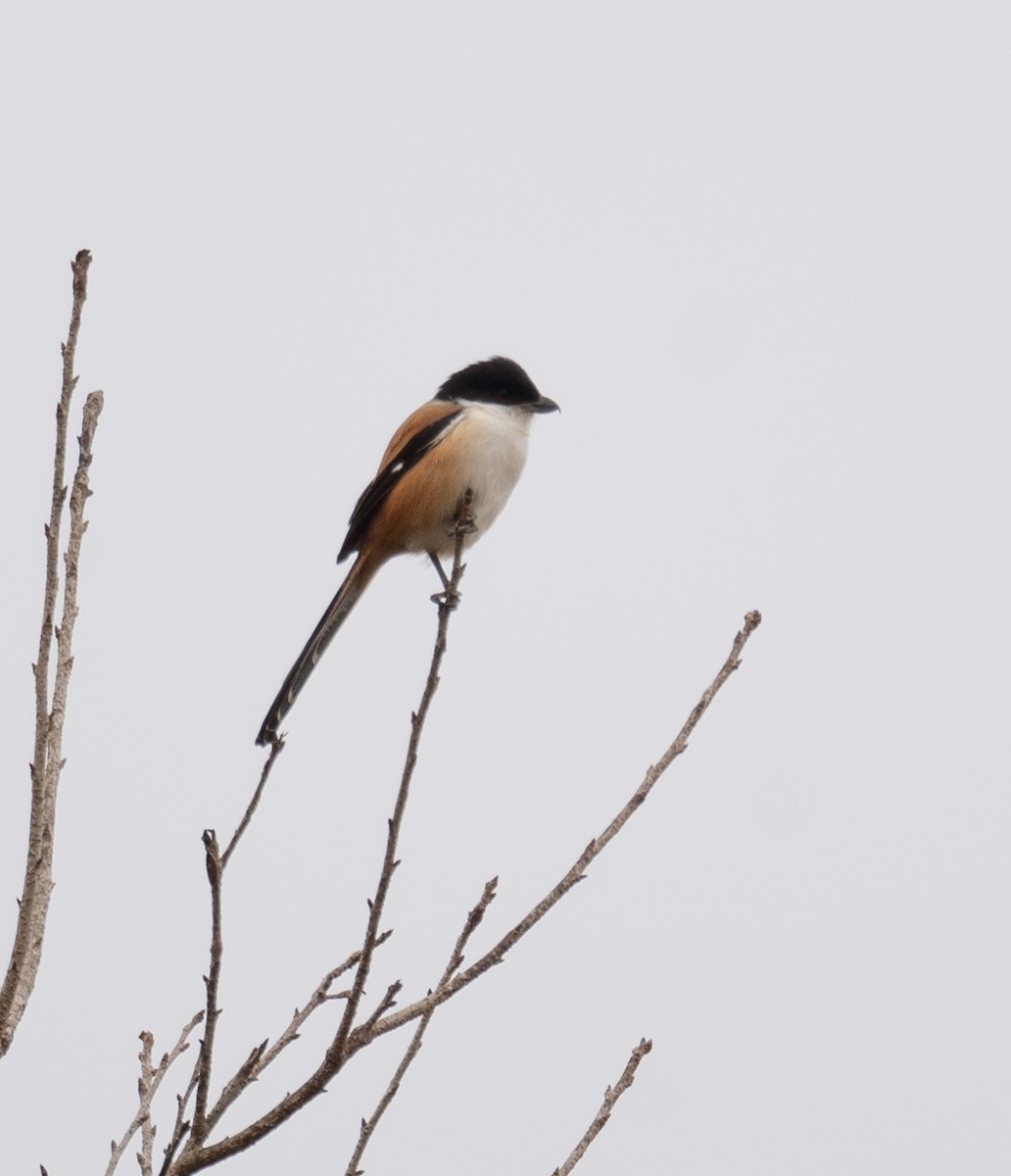 Long-tailed Shrike - ML613060466