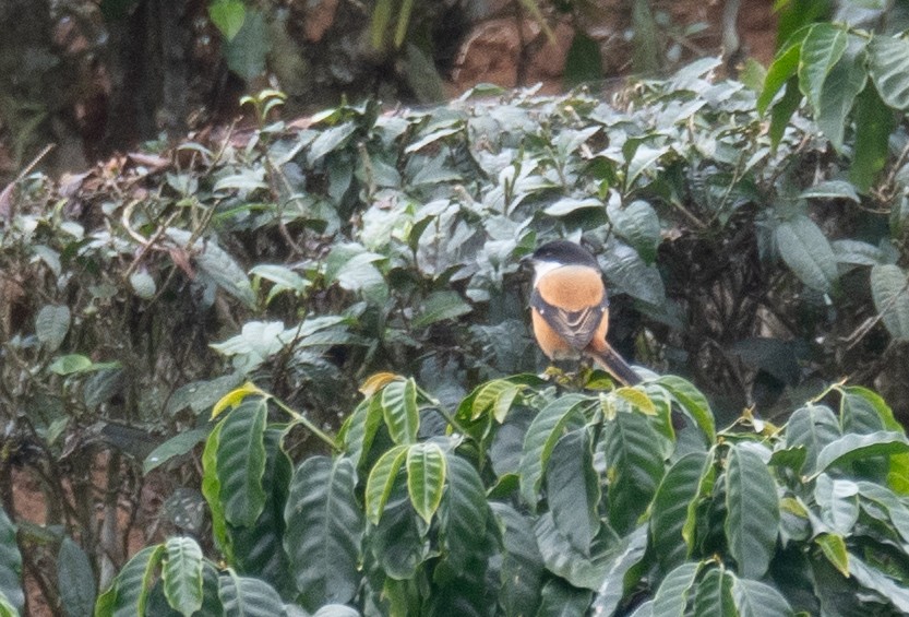 Long-tailed Shrike - ML613060469