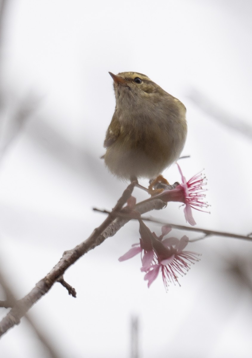 Yellow-browed Warbler - ML613060476