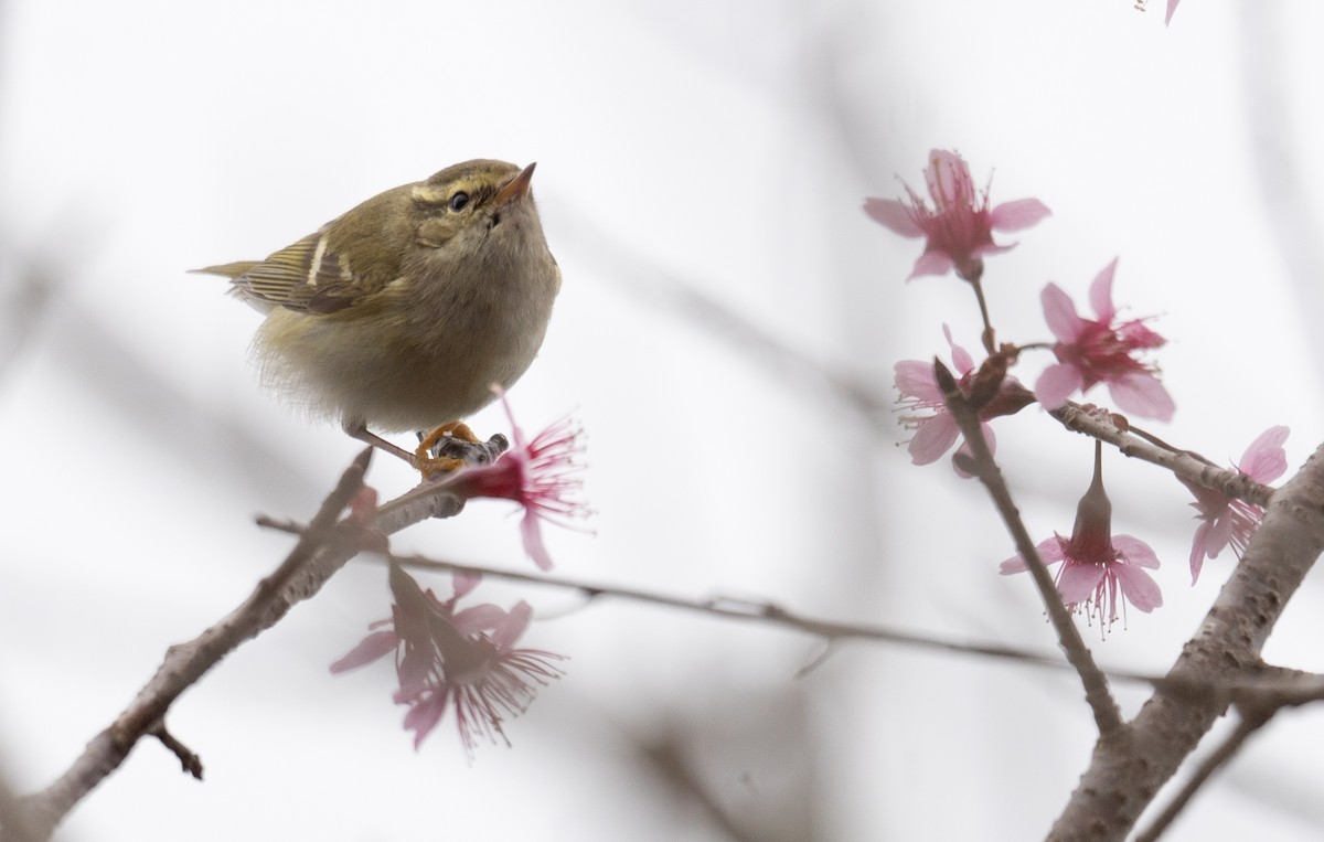 Yellow-browed Warbler - ML613060477