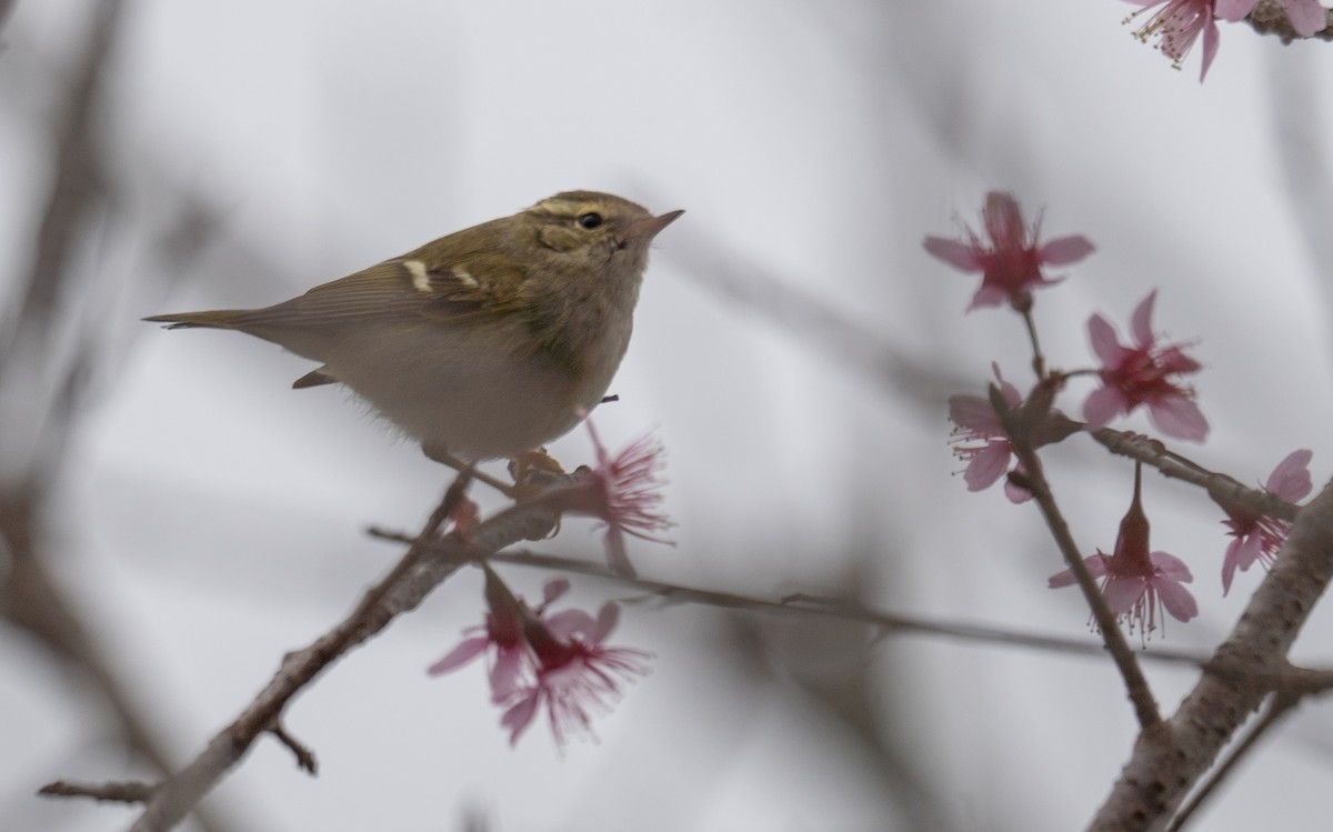 Yellow-browed Warbler - ML613060478