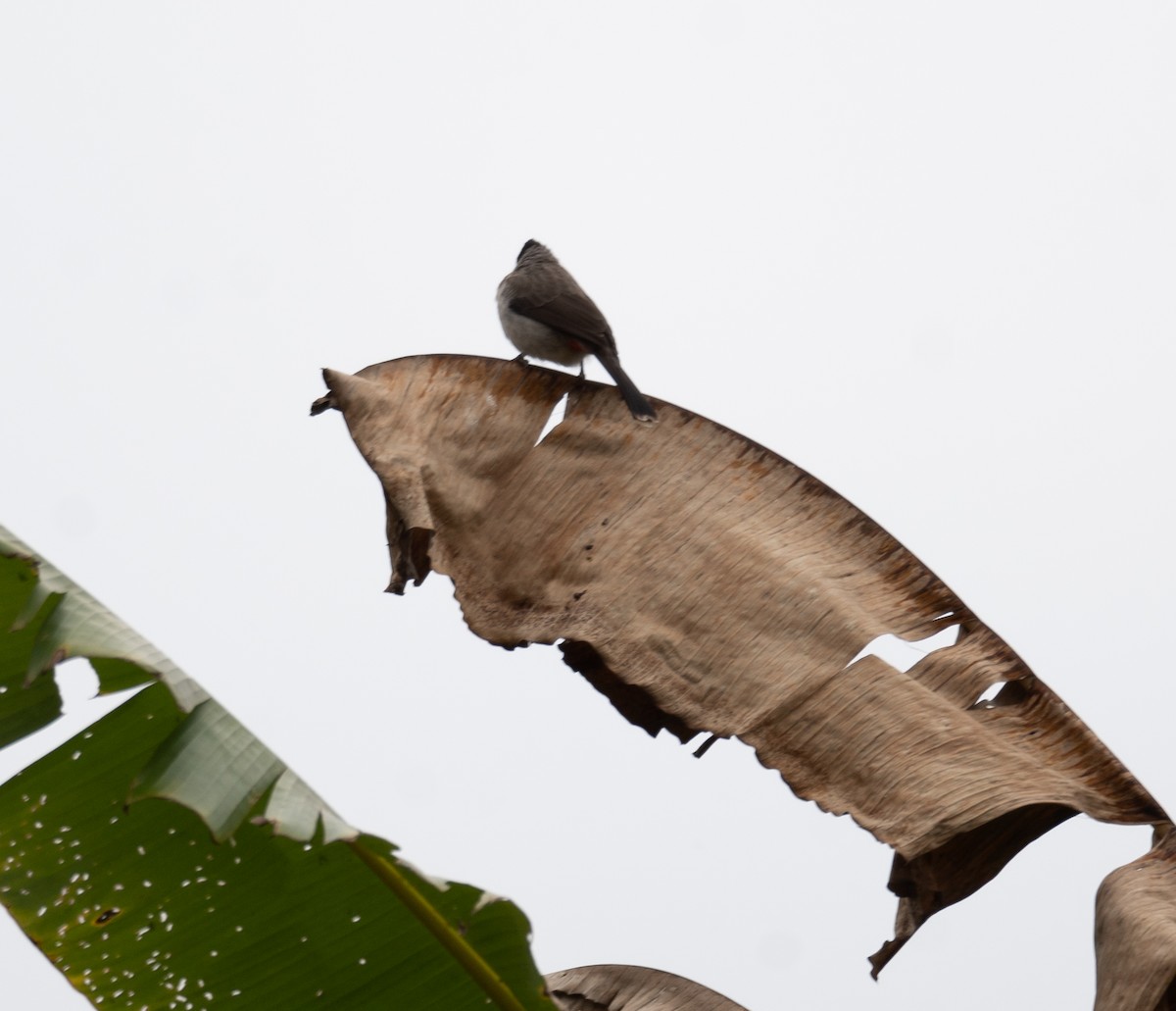 Sooty-headed Bulbul - ML613060487