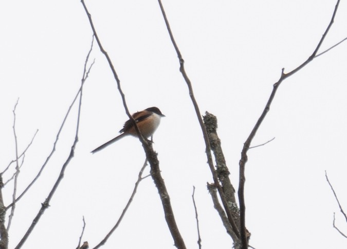 Long-tailed Shrike - ML613060506