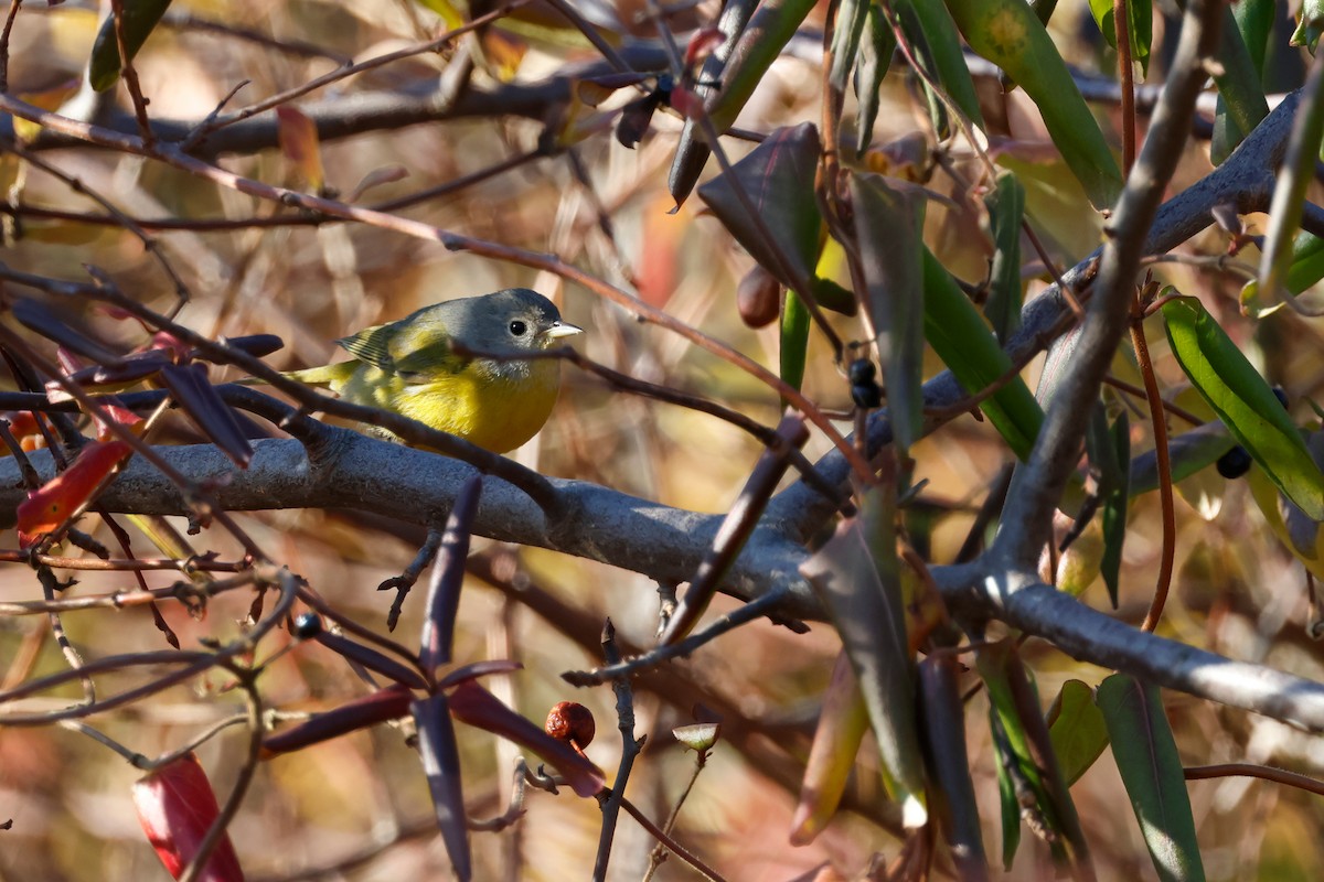 Nashville Warbler - ML613060576