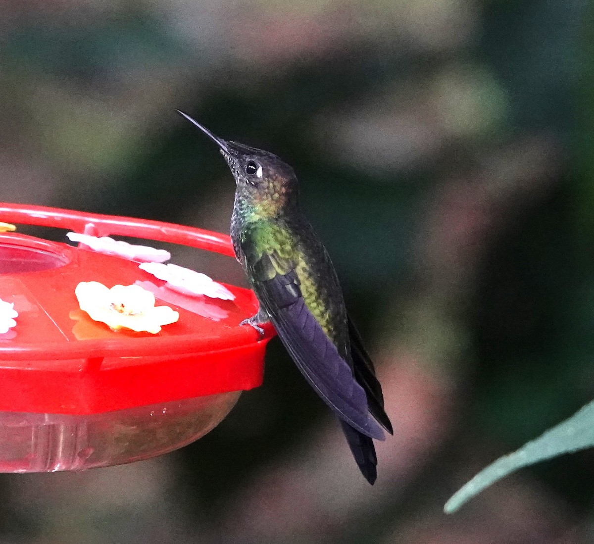 kolibřík fialovočelý - ML613060607