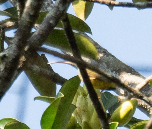 Little Spiderhunter - ML613060643