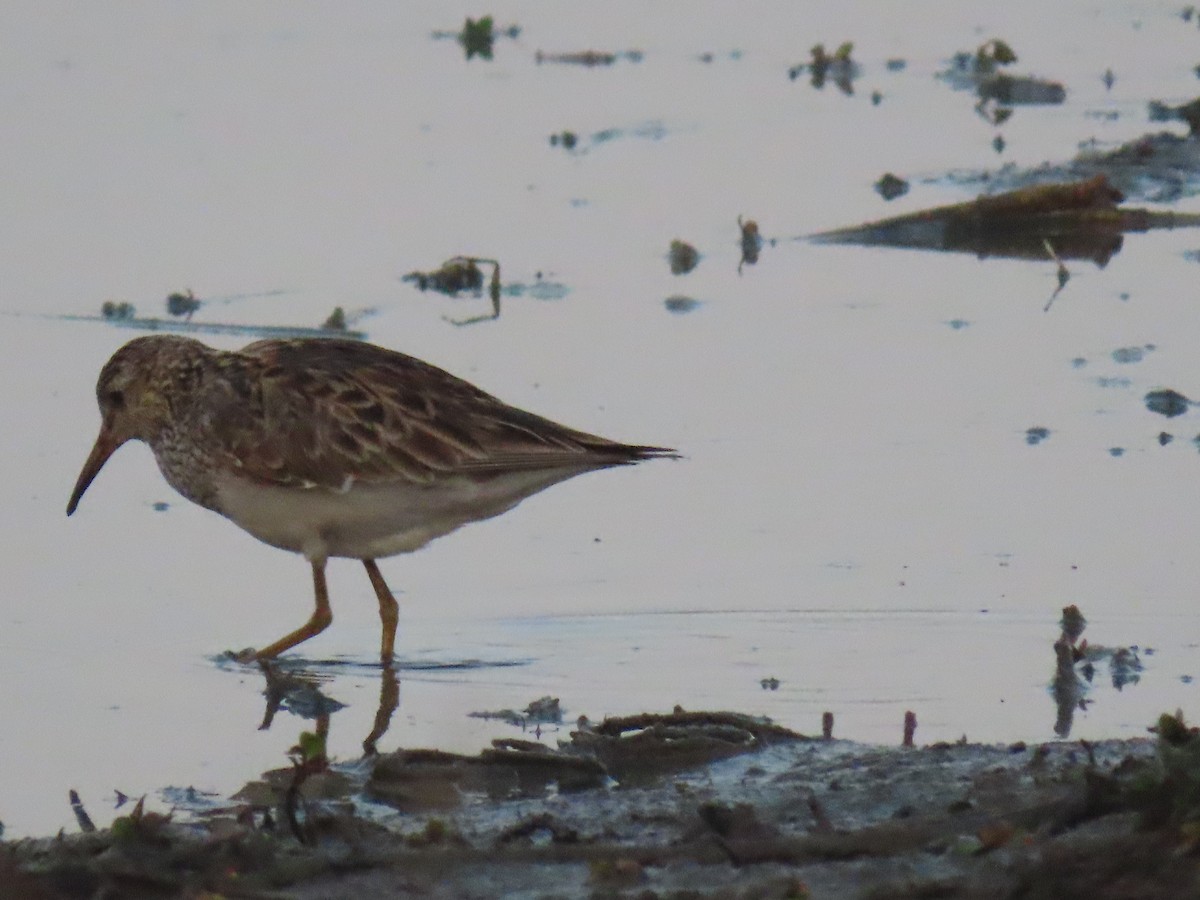 Pectoral Sandpiper - ML613060667