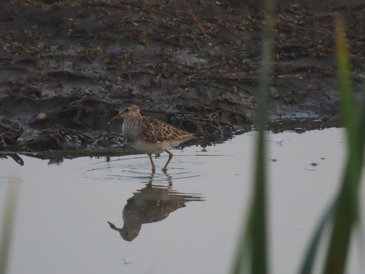 Pectoral Sandpiper - ML613060669