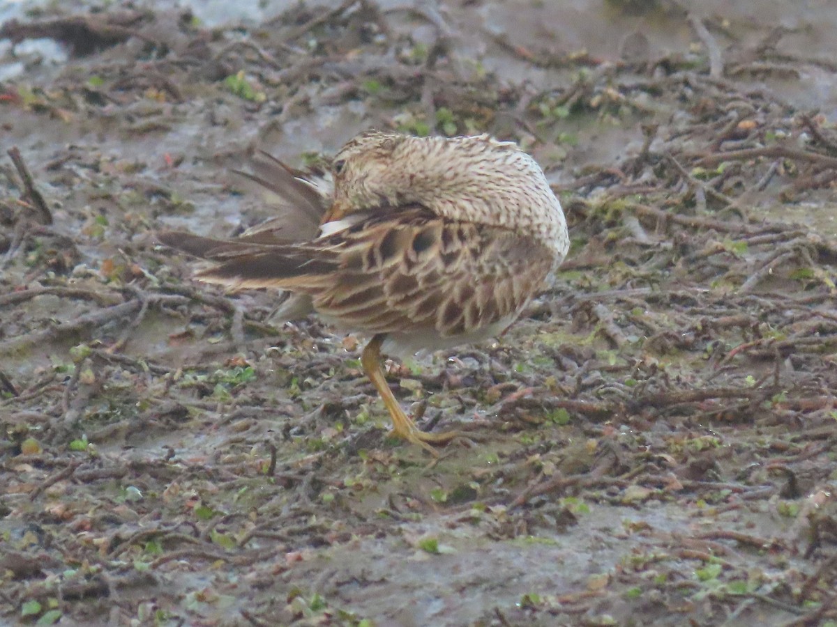 Pectoral Sandpiper - ML613060673