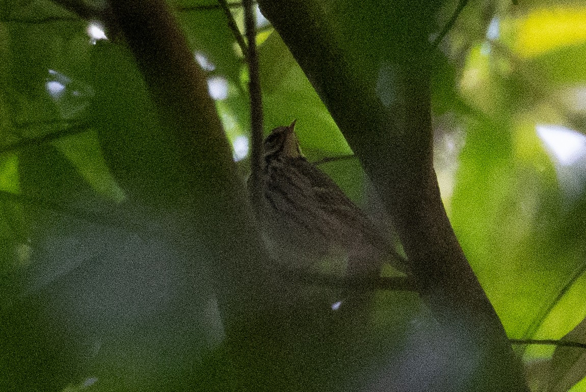 Olive-backed Pipit - ML613060695