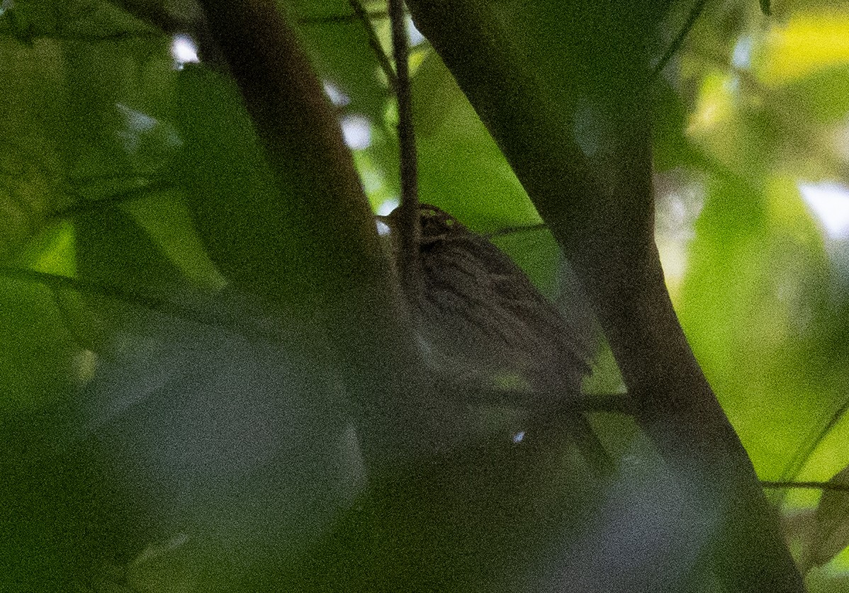 Olive-backed Pipit - ML613060697
