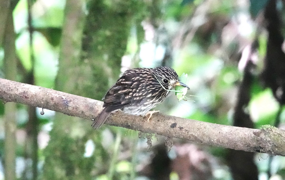 White-chested Puffbird - ML613060791