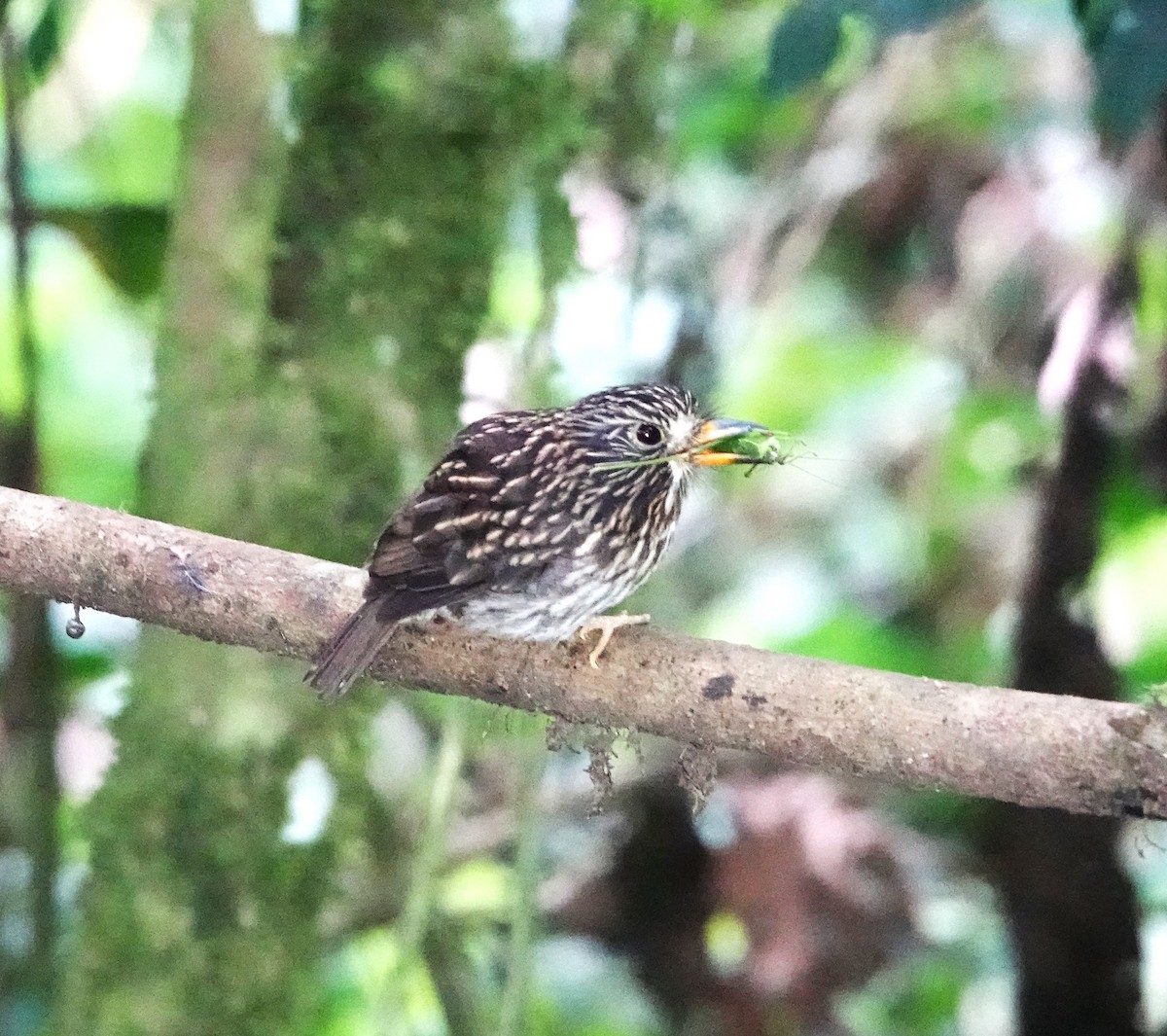 White-chested Puffbird - ML613060793