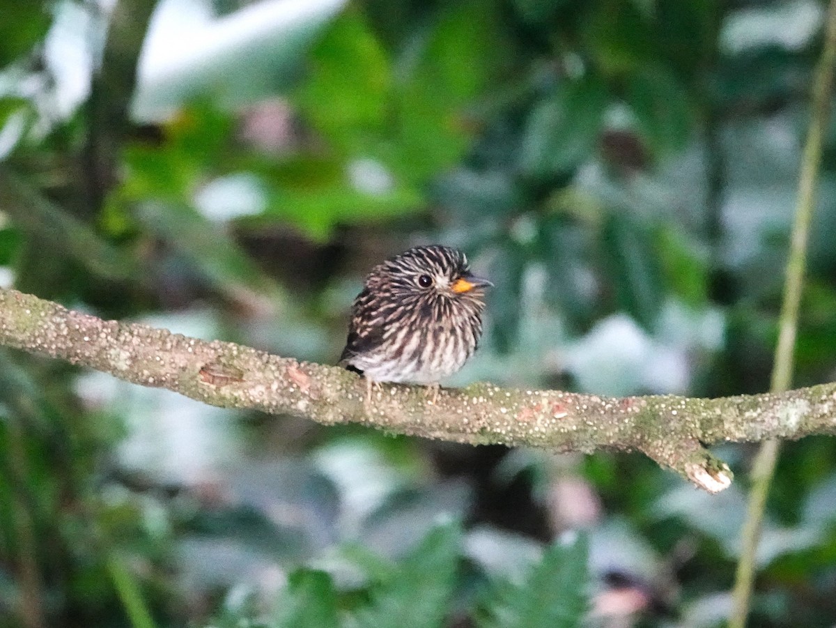 White-chested Puffbird - ML613060794